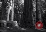 Standbild Coast Redwood Bäumen California United States USA, 1940, aus Sekunde 45 historischem Filmmaterial Videoclip 65675039413