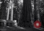 Standbild Coast Redwood Bäumen California United States USA, 1940, aus Sekunde 52 historischem Filmmaterial Videoclip 65675039413