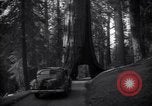 Standbild Coast Redwood Bäumen California United States USA, 1940, aus Sekunde 53 historischem Filmmaterial Videoclip 65675039413