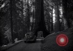 Standbild Coast Redwood Bäumen California United States USA, 1940, aus Sekunde 54 historischem Filmmaterial Videoclip 65675039413