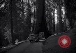 Standbild Coast Redwood Bäumen California United States USA, 1940, aus Sekunde 55 historischem Filmmaterial Videoclip 65675039413