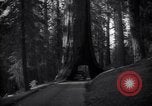 Standbild Coast Redwood Bäumen California United States USA, 1940, aus Sekunde 58 historischem Filmmaterial Videoclip 65675039413
