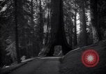 Standbild Coast Redwood Bäumen California United States USA, 1940, aus Sekunde 60 historischem Filmmaterial Videoclip 65675039413