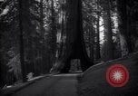 Standbild Coast Redwood Bäumen California United States USA, 1940, aus Sekunde 61 historischem Filmmaterial Videoclip 65675039413