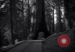 Standbild Coast Redwood Bäumen California United States USA, 1940, aus Sekunde 62 historischem Filmmaterial Videoclip 65675039413