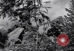 Image of Russian forces down German airplane Russia Soviet Union, 1941, second 23 stock footage video 65675039428