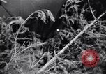 Image of Russian forces down German airplane Russia Soviet Union, 1941, second 26 stock footage video 65675039428
