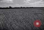 Image of wheat field Moscow Russia Soviet Union, 1941, second 9 stock footage video 65675039430