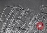 Image of wheat field Moscow Russia Soviet Union, 1941, second 10 stock footage video 65675039430