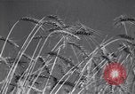 Image of wheat field Moscow Russia Soviet Union, 1941, second 11 stock footage video 65675039430