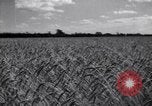 Image of wheat field Moscow Russia Soviet Union, 1941, second 12 stock footage video 65675039430