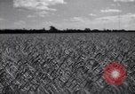 Image of wheat field Moscow Russia Soviet Union, 1941, second 13 stock footage video 65675039430