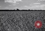 Image of wheat field Moscow Russia Soviet Union, 1941, second 14 stock footage video 65675039430