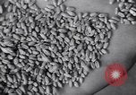 Image of wheat field Moscow Russia Soviet Union, 1941, second 55 stock footage video 65675039430