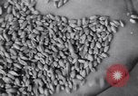 Image of wheat field Moscow Russia Soviet Union, 1941, second 56 stock footage video 65675039430