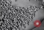 Image of wheat field Moscow Russia Soviet Union, 1941, second 57 stock footage video 65675039430