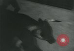 Image of San Fermin Festival Running of the Bulls Pamplona Spain, 1959, second 31 stock footage video 65675039451