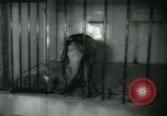 Image National Zoological Park Washington DC USA, 1960, de la seconde 10 séquences d'archives historiques vidéo 65675039457