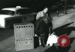 Image 84e Westminster Kennel Club Dog Show New York City USA, 1960, de la seconde 11 séquences d'archives historiques vidéo 65675039459