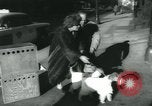 Image 84e Westminster Kennel Club Dog Show New York City USA, 1960, de la seconde 12 séquences d'archives historiques vidéo 65675039459