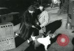 Image 84e Westminster Kennel Club Dog Show New York City USA, 1960, de la seconde 13 séquences d'archives historiques vidéo 65675039459