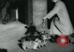 Image 84e Westminster Kennel Club Dog Show New York City USA, 1960, de la seconde 20 séquences d'archives historiques vidéo 65675039459
