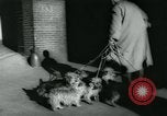 Image 84e Westminster Kennel Club Dog Show New York City USA, 1960, de la seconde 21 séquences d'archives historiques vidéo 65675039459