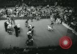Image 84e Westminster Kennel Club Dog Show New York City USA, 1960, de la seconde 29 séquences d'archives historiques vidéo 65675039459