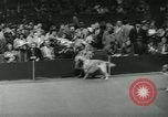 Image 84e Westminster Kennel Club Dog Show New York City USA, 1960, de la seconde 33 séquences d'archives historiques vidéo 65675039459