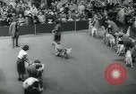 Image 84e Westminster Kennel Club Dog Show New York City USA, 1960, de la seconde 37 séquences d'archives historiques vidéo 65675039459