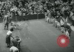 Image 84e Westminster Kennel Club Dog Show New York City USA, 1960, de la seconde 38 séquences d'archives historiques vidéo 65675039459