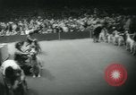 Image 84e Westminster Kennel Club Dog Show New York City USA, 1960, de la seconde 39 séquences d'archives historiques vidéo 65675039459