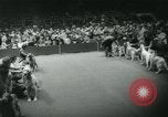 Image 84e Westminster Kennel Club Dog Show New York City USA, 1960, de la seconde 40 séquences d'archives historiques vidéo 65675039459
