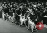 Image 84e Westminster Kennel Club Dog Show New York City USA, 1960, de la seconde 42 séquences d'archives historiques vidéo 65675039459