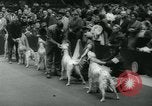 Image 84e Westminster Kennel Club Dog Show New York City USA, 1960, de la seconde 43 séquences d'archives historiques vidéo 65675039459