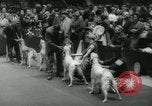 Image 84e Westminster Kennel Club Dog Show New York City USA, 1960, de la seconde 44 séquences d'archives historiques vidéo 65675039459