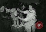Image 84e Westminster Kennel Club Dog Show New York City USA, 1960, de la seconde 46 séquences d'archives historiques vidéo 65675039459