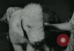 Image 84e Westminster Kennel Club Dog Show New York City USA, 1960, de la seconde 48 séquences d'archives historiques vidéo 65675039459