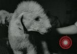 Image 84e Westminster Kennel Club Dog Show New York City USA, 1960, de la seconde 49 séquences d'archives historiques vidéo 65675039459