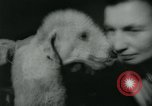 Image 84e Westminster Kennel Club Dog Show New York City USA, 1960, de la seconde 50 séquences d'archives historiques vidéo 65675039459
