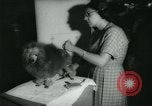 Image 84e Westminster Kennel Club Dog Show New York City USA, 1960, de la seconde 52 séquences d'archives historiques vidéo 65675039459