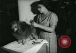 Image 84e Westminster Kennel Club Dog Show New York City USA, 1960, de la seconde 53 séquences d'archives historiques vidéo 65675039459