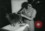 Image 84e Westminster Kennel Club Dog Show New York City USA, 1960, de la seconde 54 séquences d'archives historiques vidéo 65675039459
