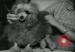 Image 84e Westminster Kennel Club Dog Show New York City USA, 1960, de la seconde 55 séquences d'archives historiques vidéo 65675039459