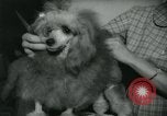 Image 84e Westminster Kennel Club Dog Show New York City USA, 1960, de la seconde 56 séquences d'archives historiques vidéo 65675039459