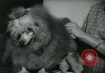 Image 84e Westminster Kennel Club Dog Show New York City USA, 1960, de la seconde 57 séquences d'archives historiques vidéo 65675039459