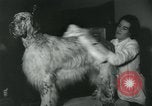 Image 84e Westminster Kennel Club Dog Show New York City USA, 1960, de la seconde 58 séquences d'archives historiques vidéo 65675039459