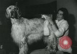 Image 84e Westminster Kennel Club Dog Show New York City USA, 1960, de la seconde 59 séquences d'archives historiques vidéo 65675039459