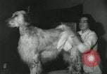 Image 84e Westminster Kennel Club Dog Show New York City USA, 1960, de la seconde 60 séquences d'archives historiques vidéo 65675039459
