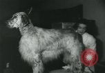 Image 84e Westminster Kennel Club Dog Show New York City USA, 1960, de la seconde 61 séquences d'archives historiques vidéo 65675039459
